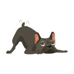 Cute French bulldog pressed his head to the ground, cartoon illustration. Funny and adorable puppy lying on back, sitting and playing on white background