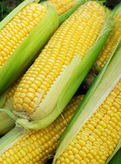 High angel  view of freshly harvested ears of corn