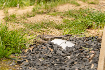 An Australian blue tongue lizard (Tiliqua scincoides scincoides (eastern blue-tongued skink, blue-tongued lizard, eastern bluetongue) emerging from its hideout beside a garden path.