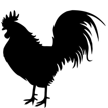 recommend clip art: rooster isolated silhouette
