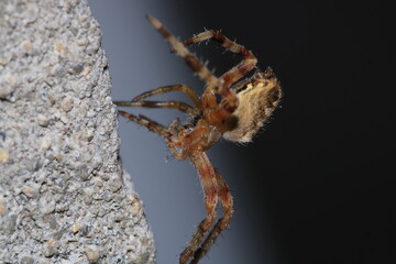 agelena labyrinthica spider macro photo