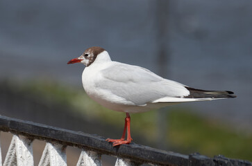 Close-up of a seagull perched on a metal fence