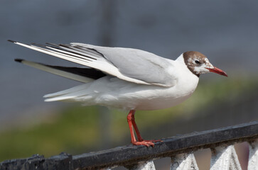 Close-up of a seagull perched on a metal fence