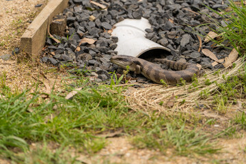 An Australian blue tongue lizard (Tiliqua scincoides scincoides (eastern blue-tongued skink, blue-tongued lizard, eastern bluetongue) emerging from its hideout beside a garden path.