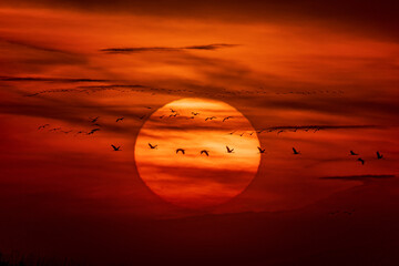Sunrise and autumn migration of Common cranes in Hortobagy National Park, Unesco World Heritage...