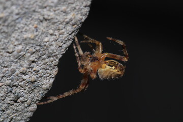 agelena labyrinthica spider macro photo