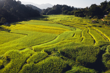 evening rice fields in the countryside