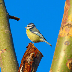 Blue tit bird animal colorful