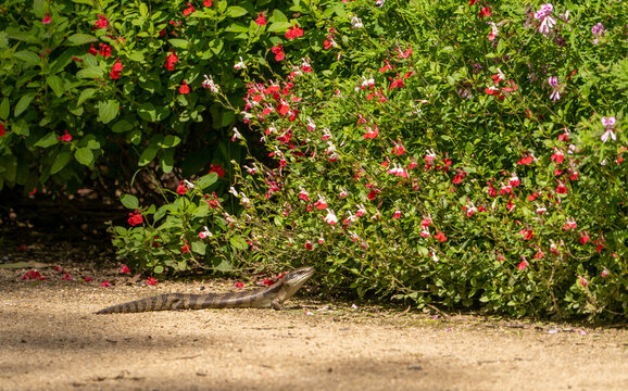 An Australian blue tongue lizard (Tiliqua scincoides scincoides (eastern blue-tongued skink, blue-tongued lizard, eastern bluetongue) sun baking on a garden path