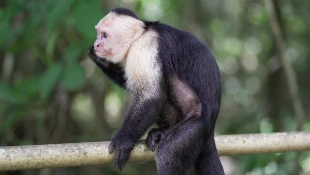Panamanian white faced capuchin monkey of central America looking around.