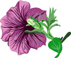 purple petunia flower on a branch on a transparent background. vector botanical illustration - obrazy, fototapety, plakaty