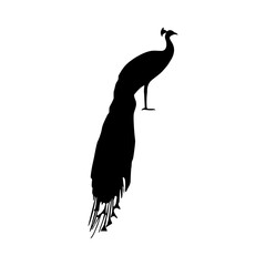 peacock silhouette logo