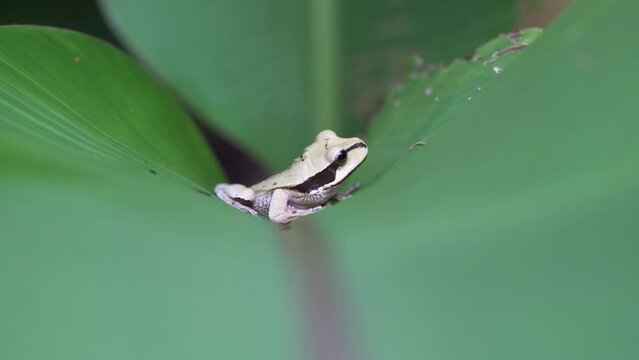 Agalychnis callidryas frog of Costa Rica close up shot on a green leaf.