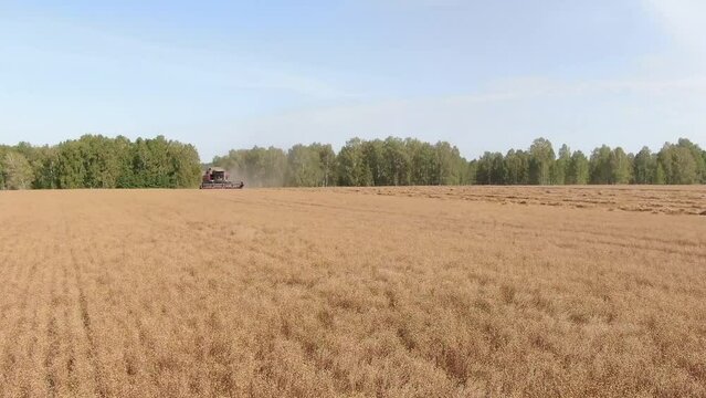 Aerial shot camera flying low towards two harvesters harvesting wheat, stripes of spikes lying on the field to the right also. Young sunny autumn. Camera looking side, seen forest belt