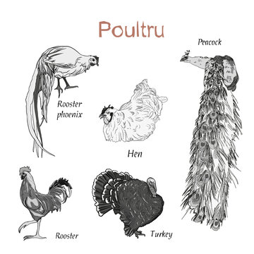Pets, birds in the house, chicken, turkey, rooster, peacock, farm, isolated image, vector