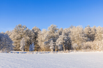 Field with snow by a frosty forest a sunny winter day