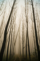 The fog.Silhouettes of trees in the fog.Morning.Dense fog.Almost invisible.Misty autumn morning.