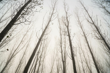 The fog.Silhouettes of trees in the fog.Morning.Dense fog.Almost invisible.Misty autumn morning.