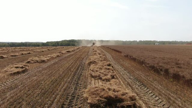 Aerial shot camera flying low over stripe of spikes lying on the field bihind the harvester harvesting wheat. Seen forest belt and other harvesters in dintance.  Young sunny autumn