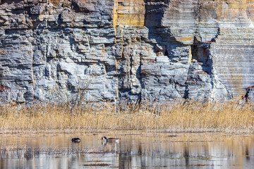 Canada geese swimming in a lake at an old quarry