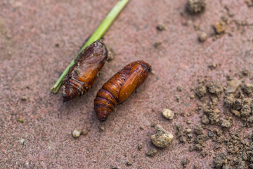 Сhrysalis Noctuidae on the garden soil. Lepidoptera Noctuidae. Agricultural pests.