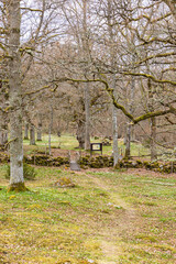 Hiking trail in an oak woodland at a nature reserve in spring