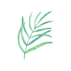 Green leaf - for bouquets, wreaths, arrangements, wedding invitations, anniversary, birthday, postcards, greetings, cards, logo. Watercolor floral illustration.