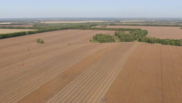 Aerial shot backward camera flight over harvesting harvester and stripes of spikes lying on the field. Young sunny autumn. Camera looking side, seen horizon, forest belts and other fields