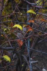 autumn leaves on tree
