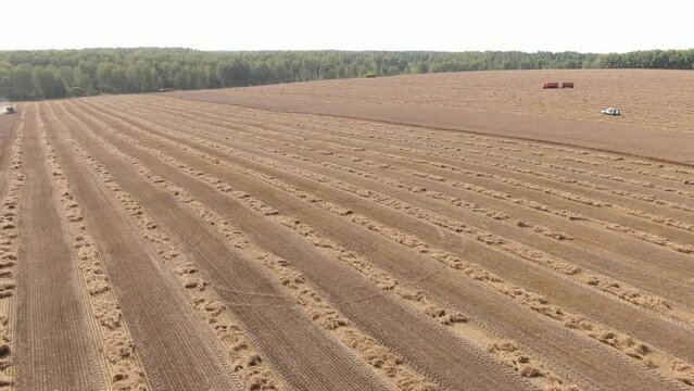 Aerial shot of harvesting harvesters and stripes of spikes lying on the field when camera flies around pt 2. Young sunny autumn. Camera looking side, seen horizon, forest belts and other fields,  truc