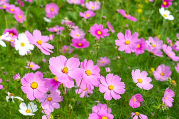 霧島ヶ丘公園のコスモス