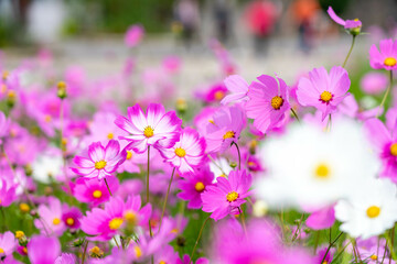 霧島ヶ丘公園のコスモス