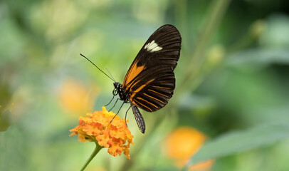 butterfly on a flower