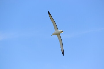Albatross 