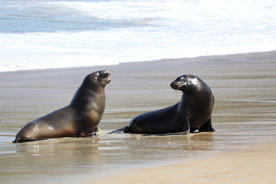 New Zealand Sea Lions