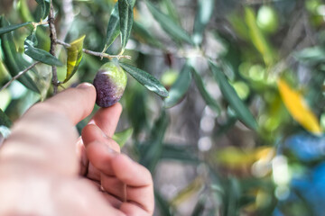 collecting Olive hanging from the tree with hand 
