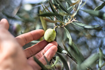 collecting Olive hanging from the tree with hand 