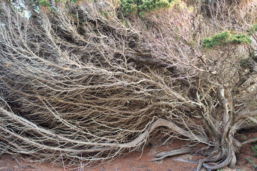 Old Juniper branches near the sea - Sardinia
