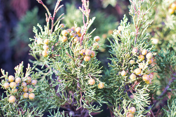 juniper berries on the tree
