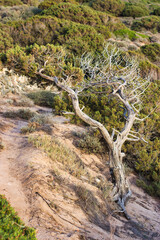 Old Juniper branches near the sea - Sardinia