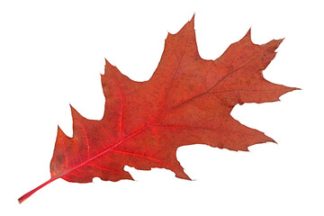 Dry colorfull maple leaf isolated on white background