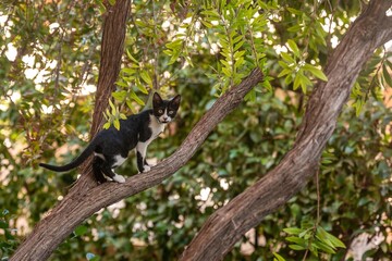 A small cat with jingle bell on neck climbing tree branch.