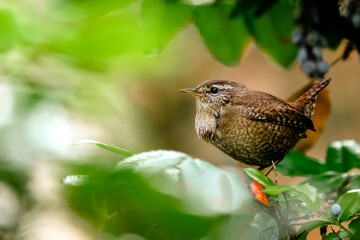 Cute small Bird