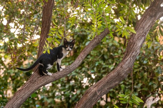 A small cat with jingle bell on neck climbing tree branch.
