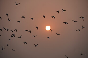 Birds group flying against the sun or moon.