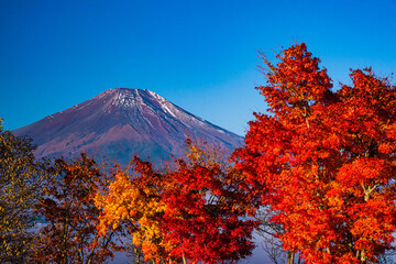 富士山と紅葉