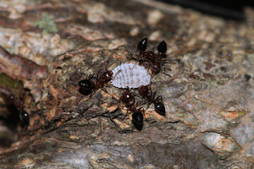 crematogaster scutellaris ant macro phot