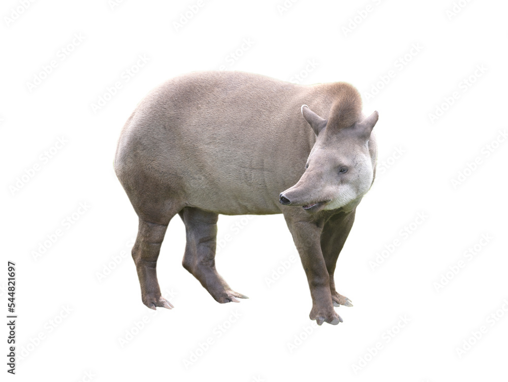 Sticker tapirus isolated on white background