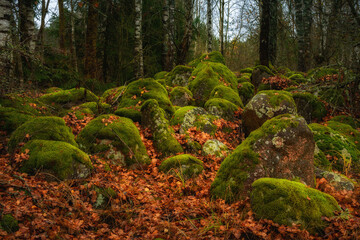 a pile of large old stones overgrown with green moss with orange fallen leaves in the foreground and a forest in the background. vibrant autumn colors