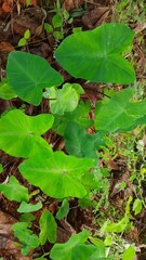 leaves in the forest